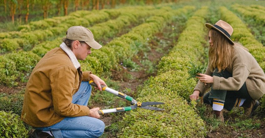 Rowing Maintenance - Couple of farmers cutting bushes